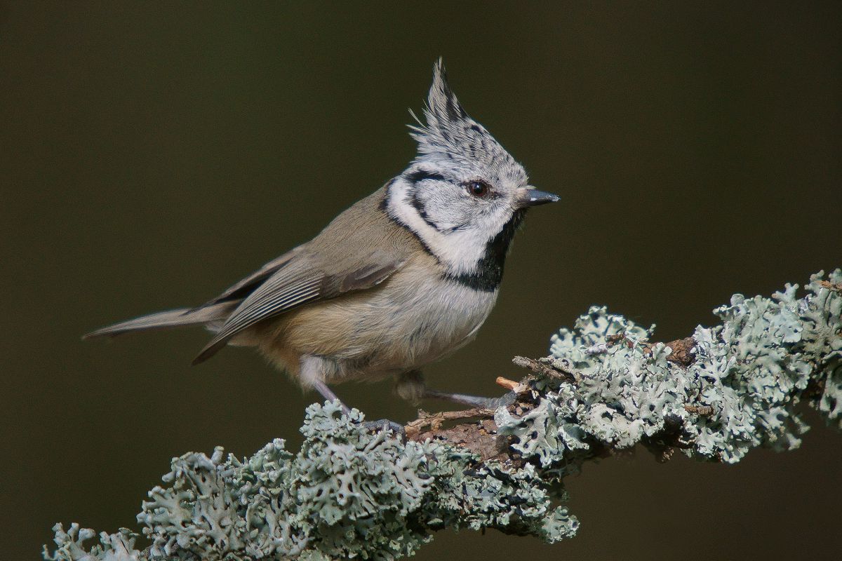Kalmár Lajos Gábor