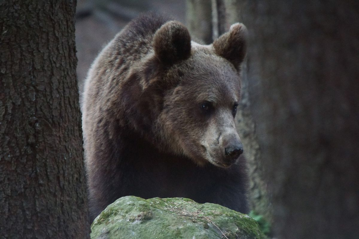 Kalmár Lajos Gábor
