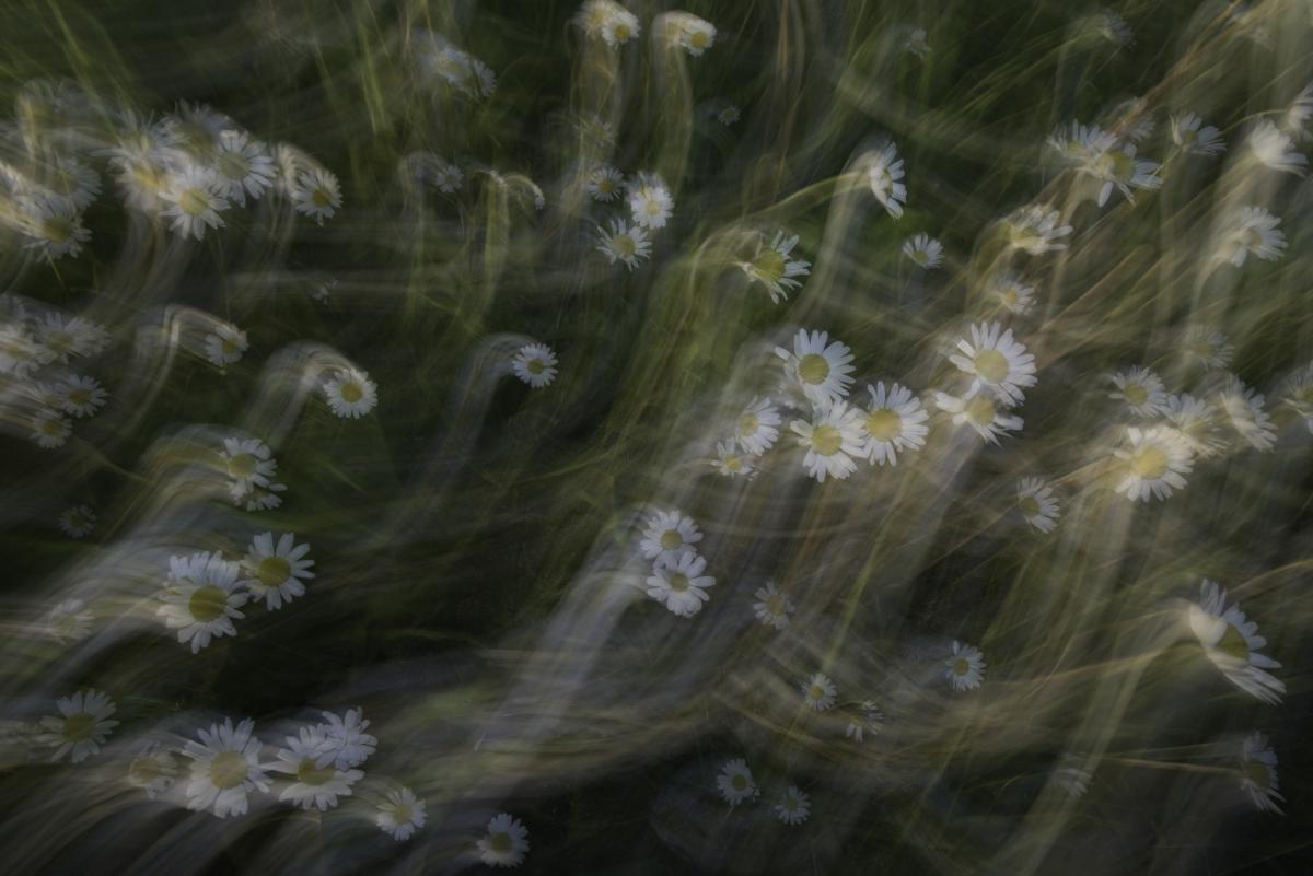 Darányiné Bakos Éva