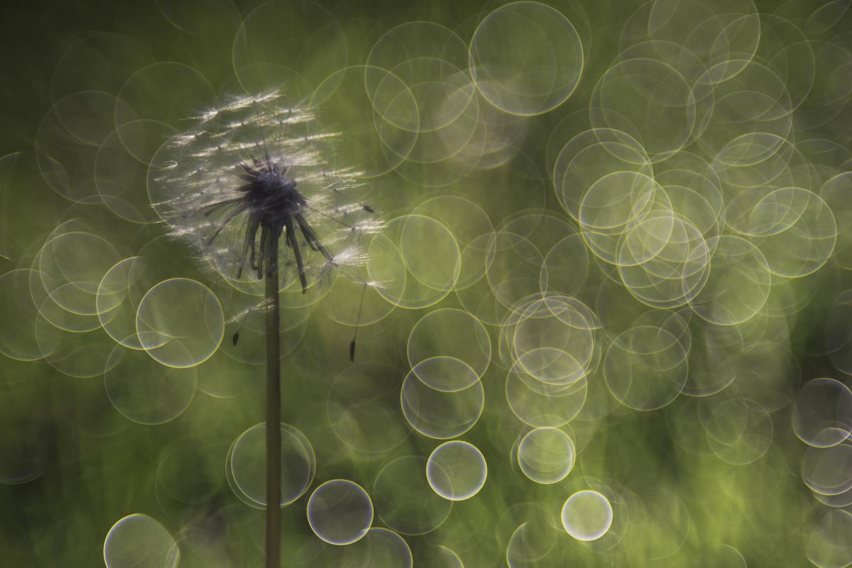 Darányiné Bakos Éva