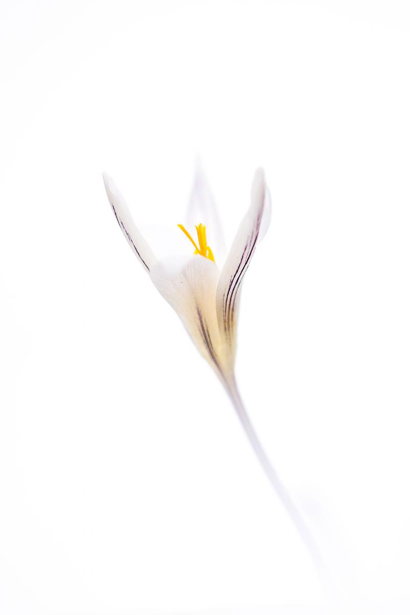 Erdélyiné Csorba Edit