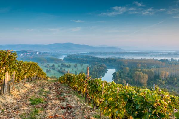 Ködös hajnal a szőlőhegyen
