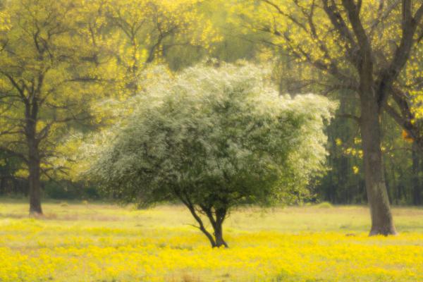 Galagonya virágzás