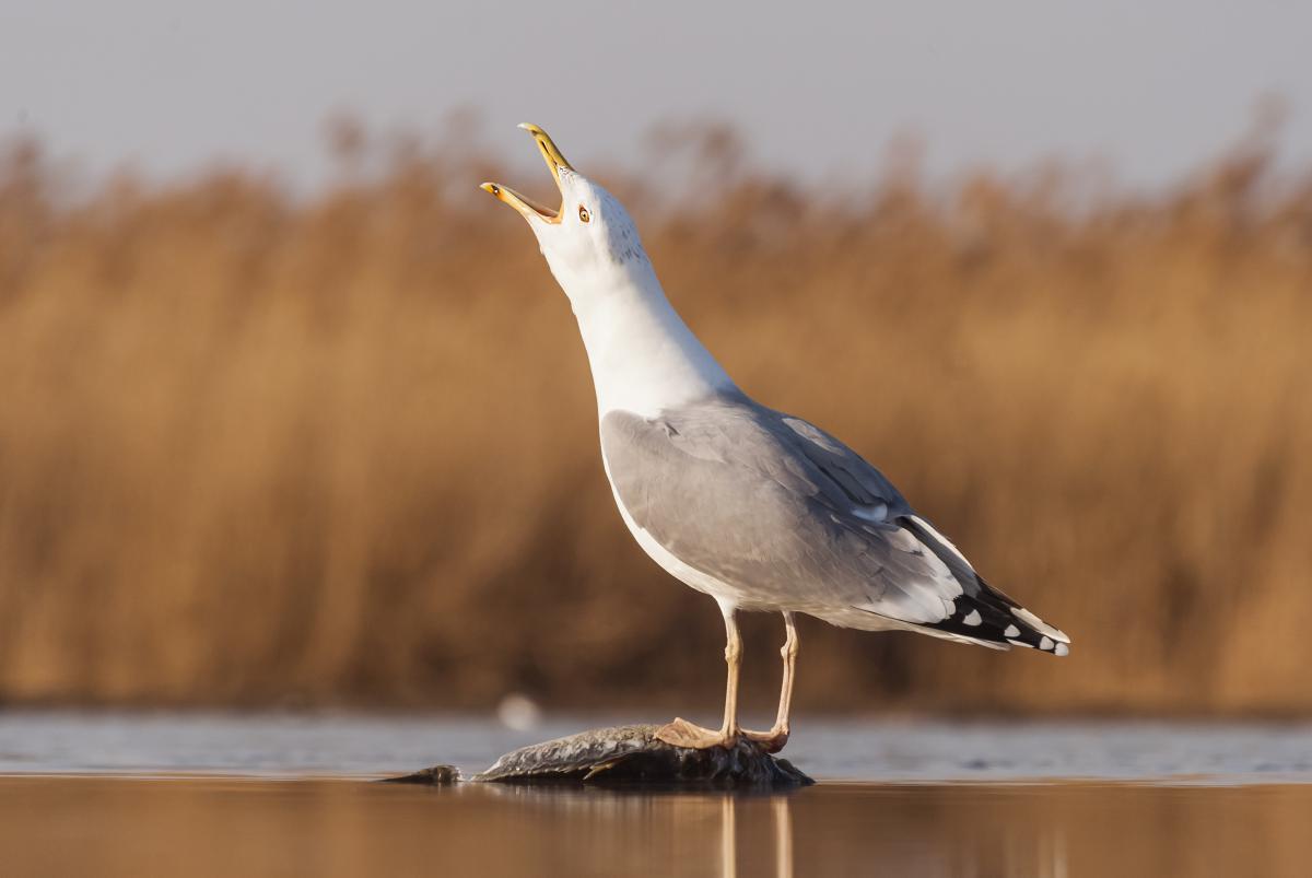 Gaál Zoltán Péter