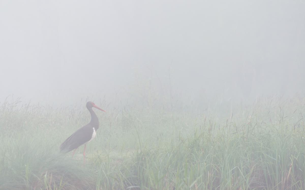 Szakolczai Krisztina