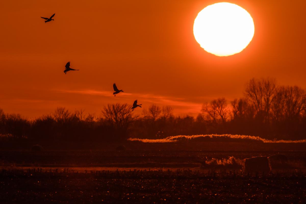Szakolczai Krisztina