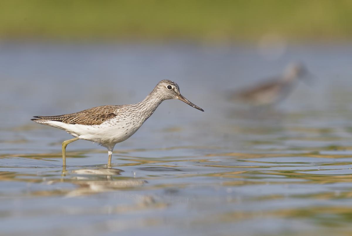 Gaál Zoltán Péter
