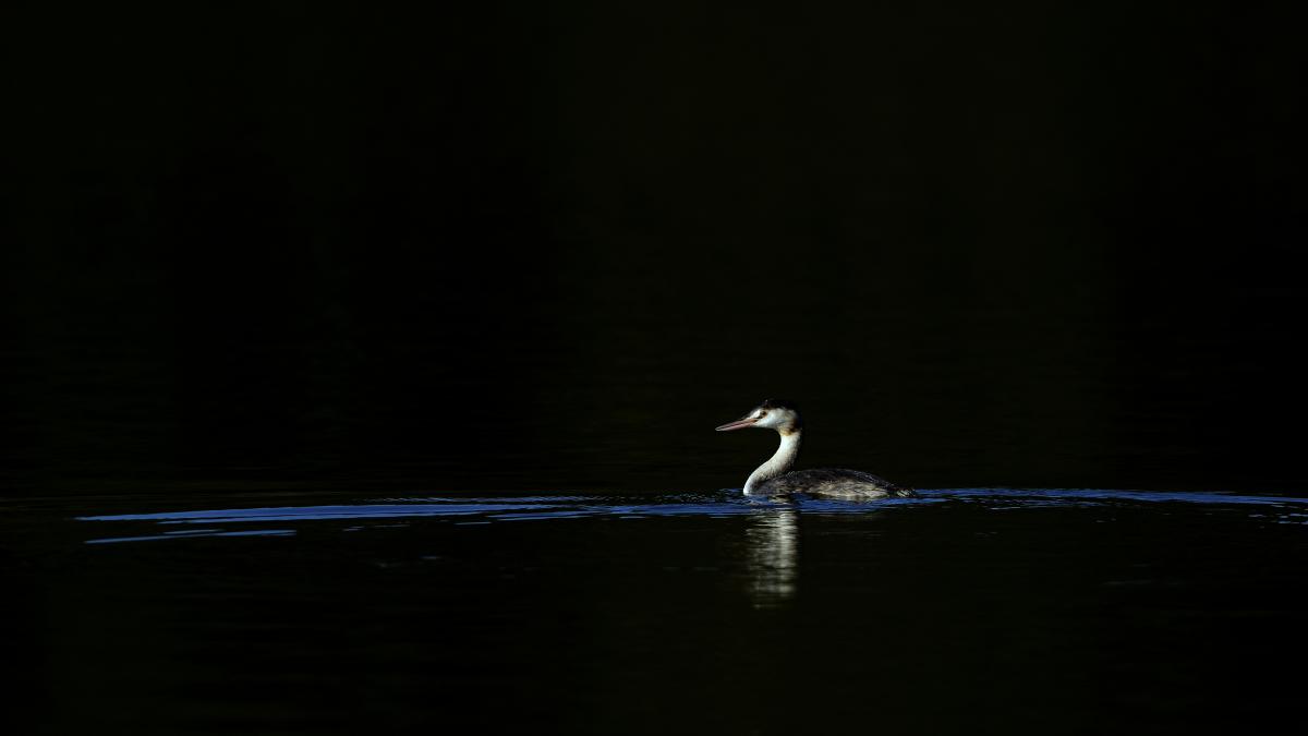 Násfayné Kőházi Mária