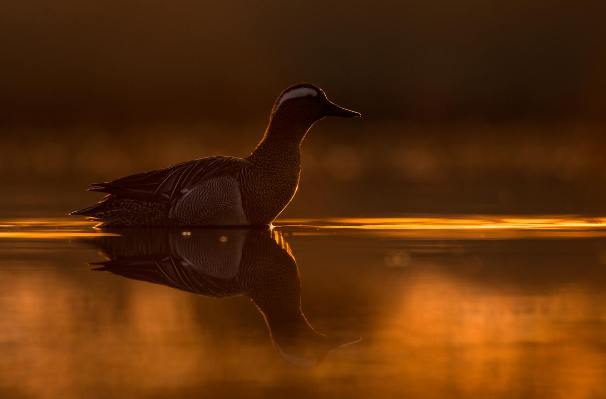 Szakolczai Krisztina