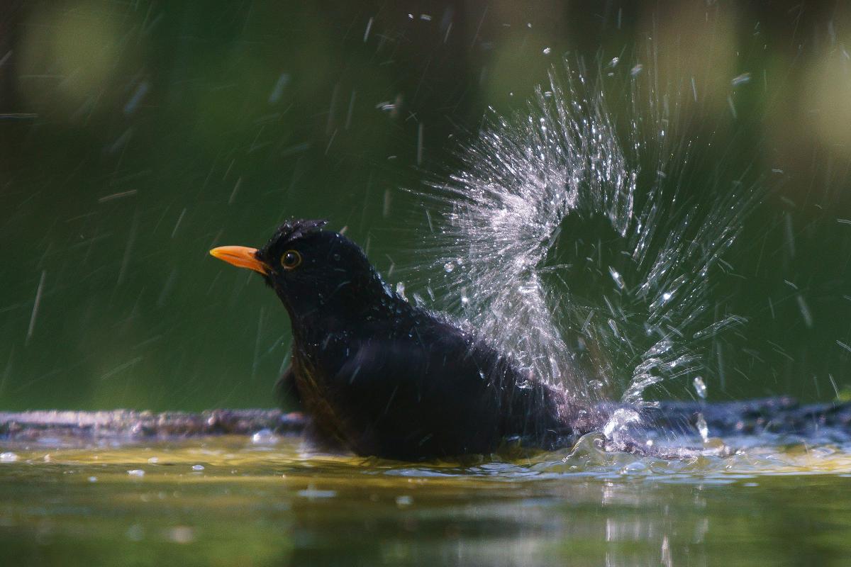 Kalmár Lajos Gábor