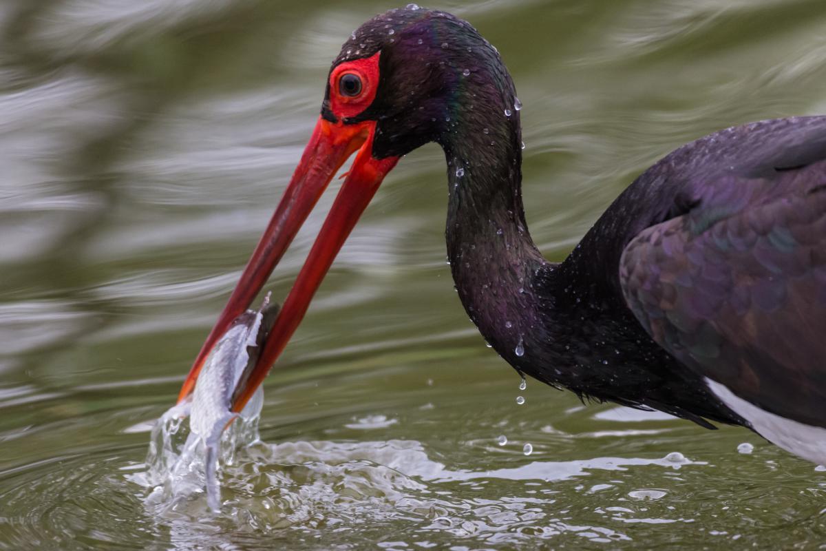 Szakolczai Krisztina