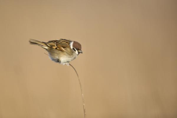 A semmi ágán ülve