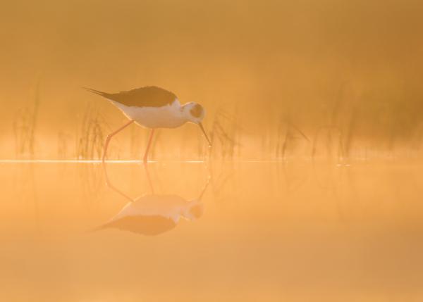 Hajnali Székigólya