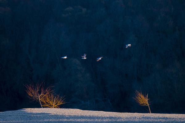 Komplementer röpkép
