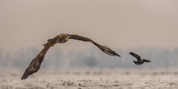 Követési távolság