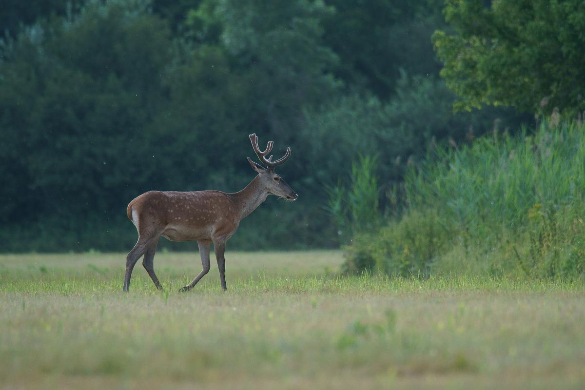 Kalmár Lajos Gábor