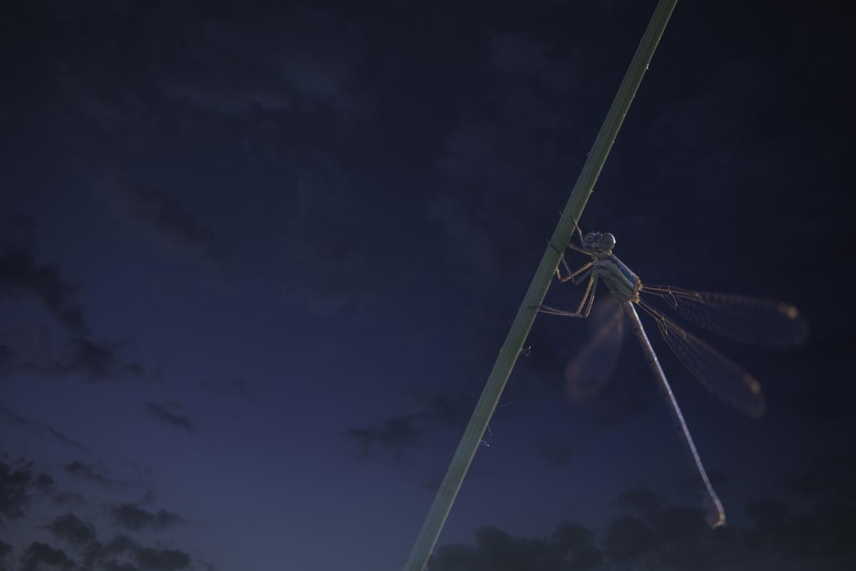 Darányiné Bakos Éva