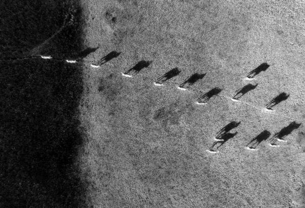 Szürkék és feketék