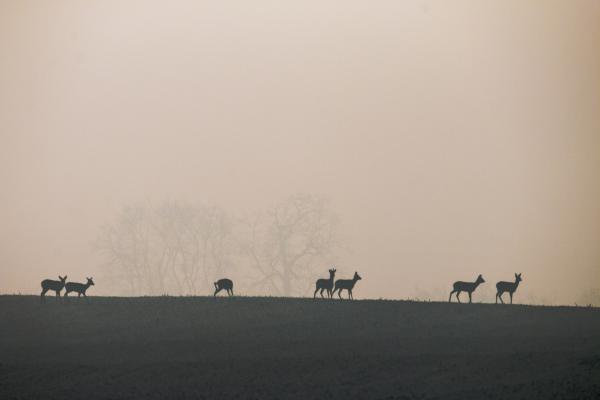 Őzek a ködben
