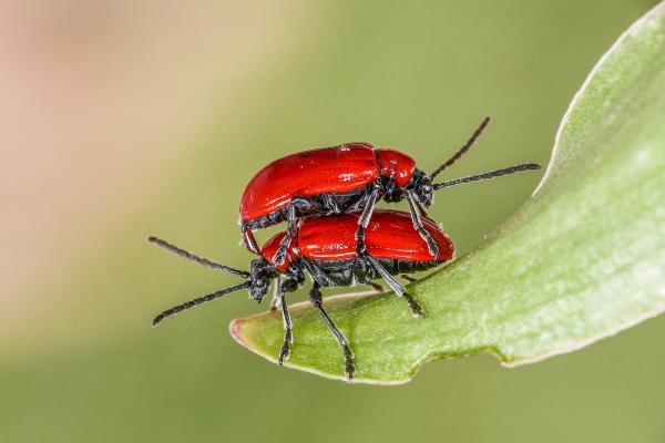 Fordítva ült a &quot;lóra&quot;.