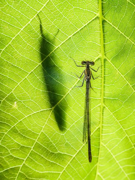 Árnyak a levél mögött
