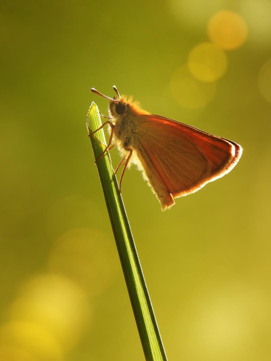 Koncz-Bisztricz Tamás