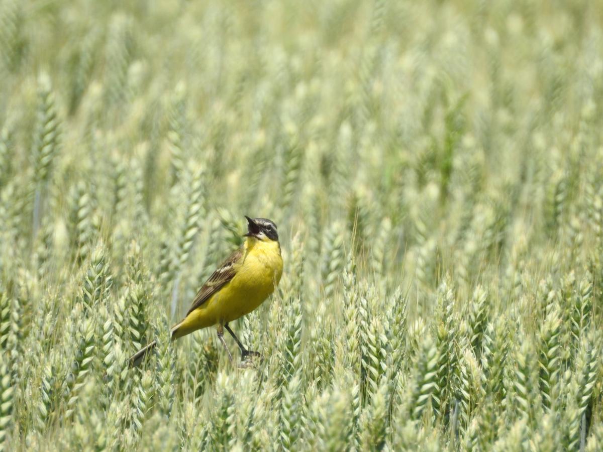 Horváth-Papp Zsuzsanna