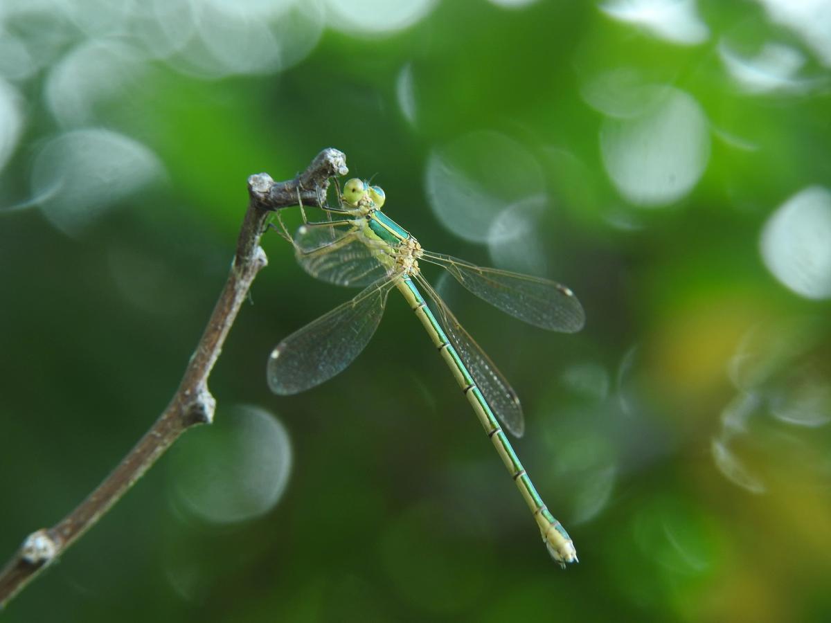 Koncz-Bisztricz Tamás