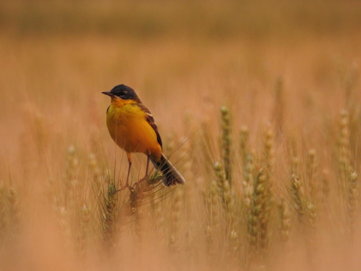 Koncz-Bisztricz Tamás