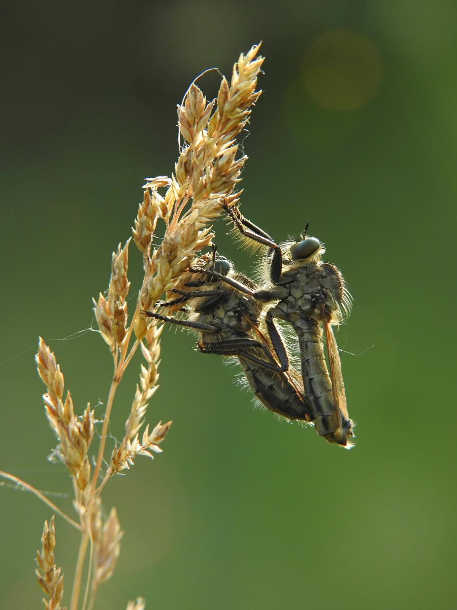 Koncz-Bisztricz Tamás