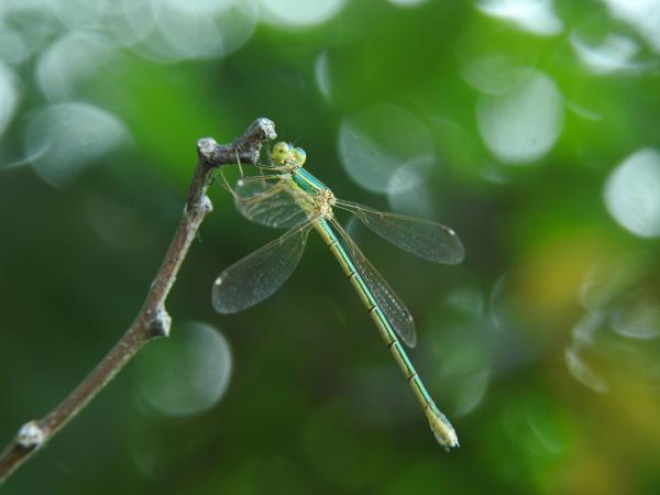 Csillogó légivadász