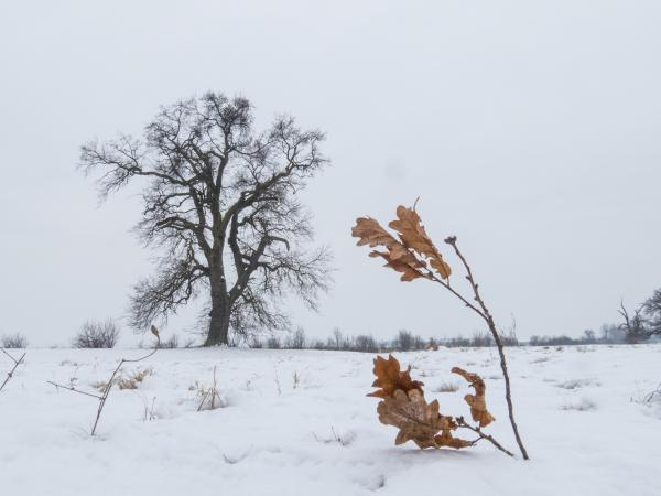 Egy óriás árnyékában