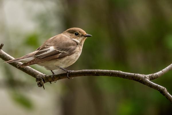 Szusszanásnyi pihenő