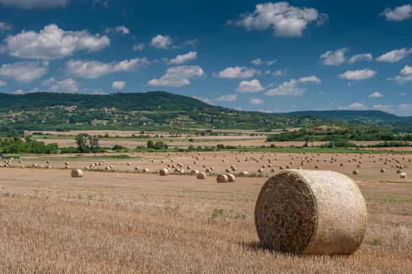 A szalmabálák mögött