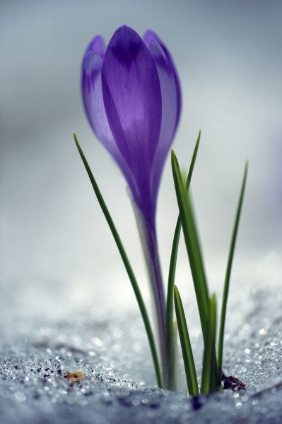Crocus