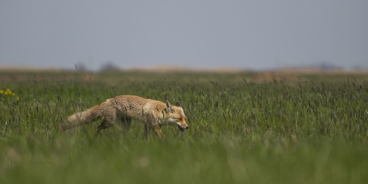 Gaál Zoltán Péter