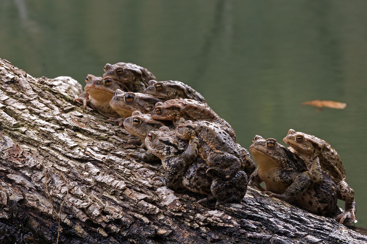 Násfayné Kőházi Mária