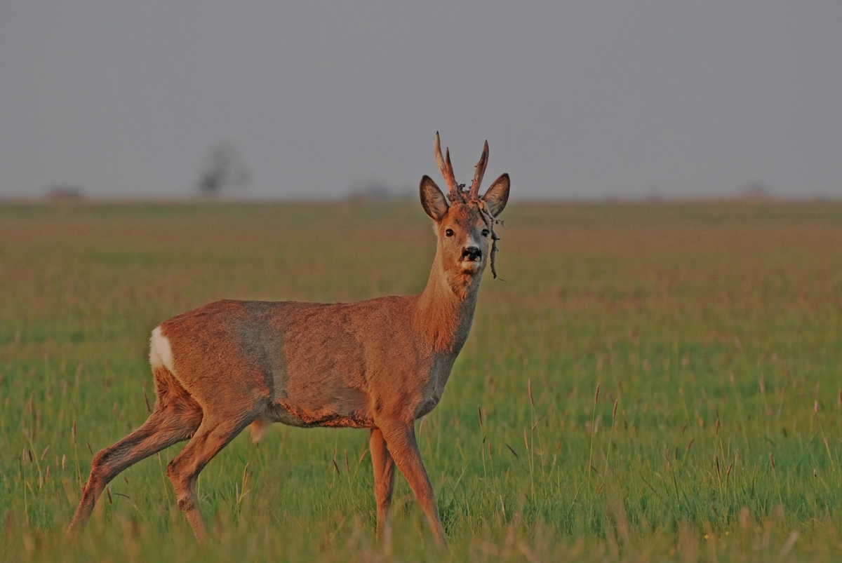 Gaál Zoltán Péter