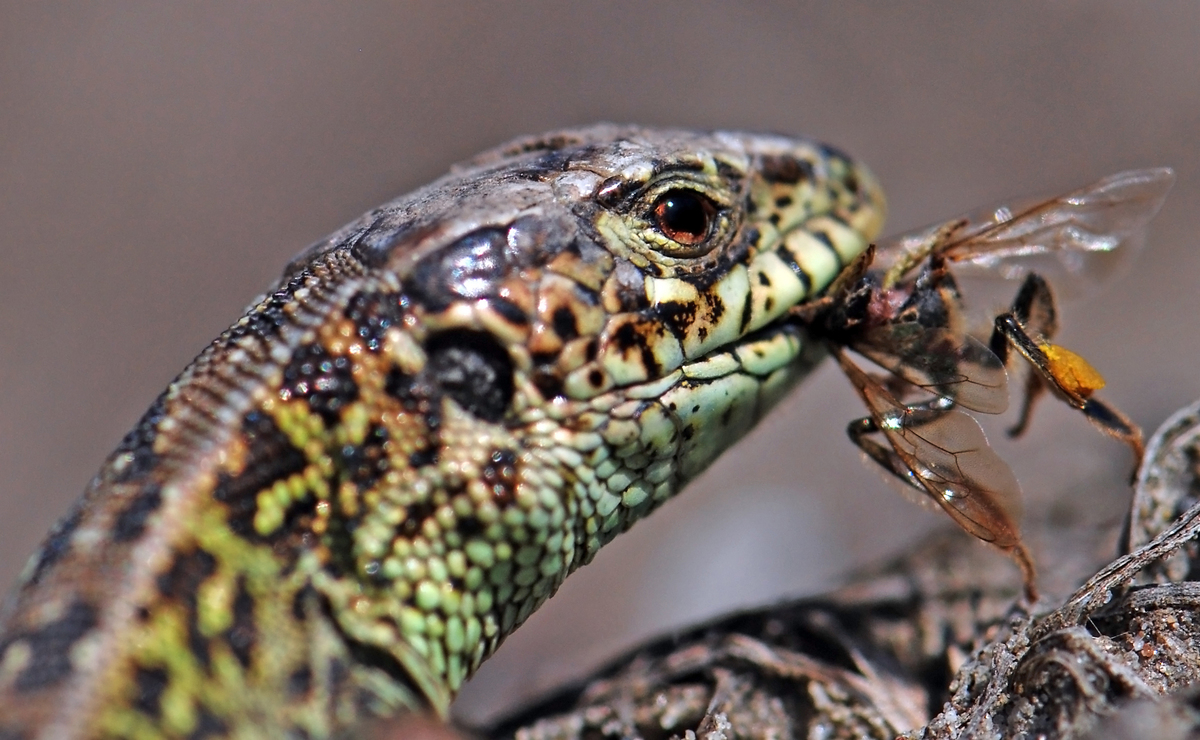 Gaál Zoltán Péter