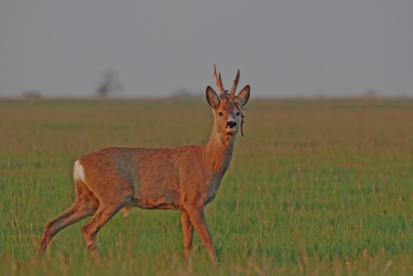 Hajnalban fejdísszel