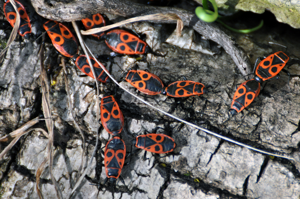 Ősidők óta tartó szükségl