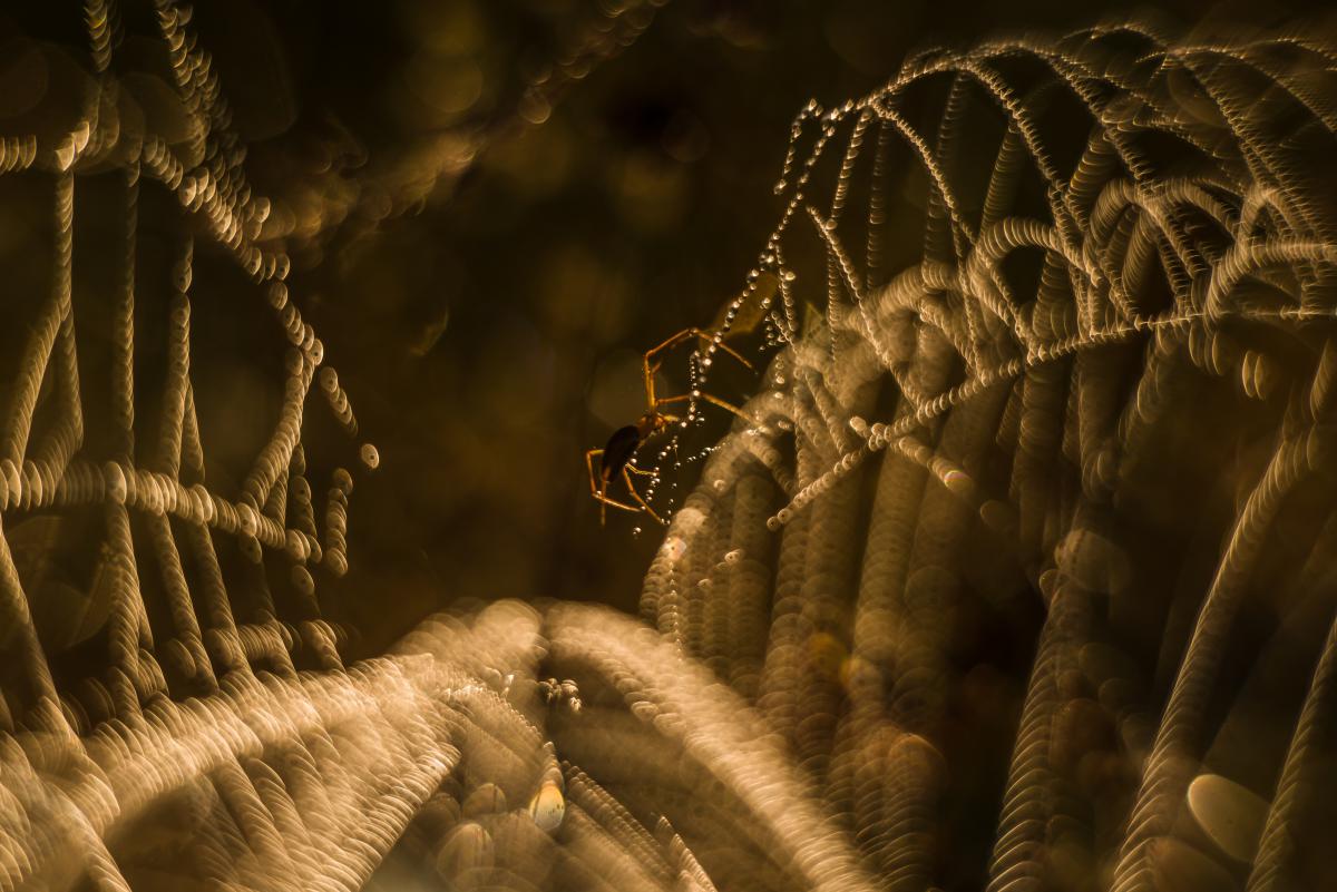 Szakolczai Krisztina