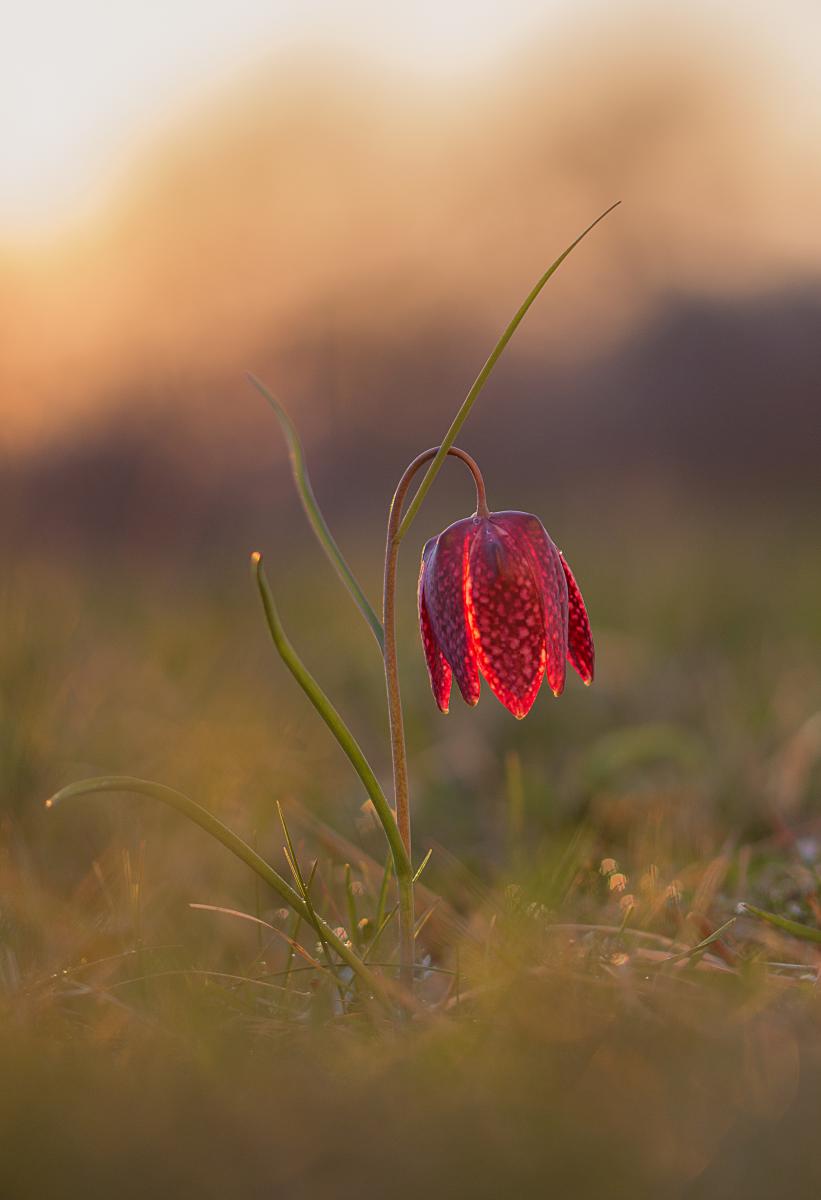 Erdélyiné Csorba Edit