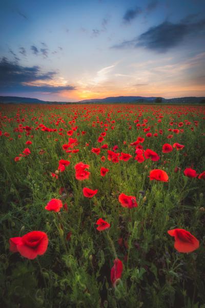 Alkony a pipacsokkal