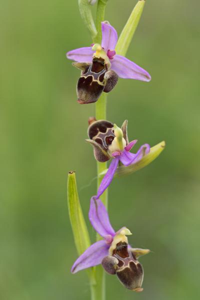 Egy sima, egy fordított