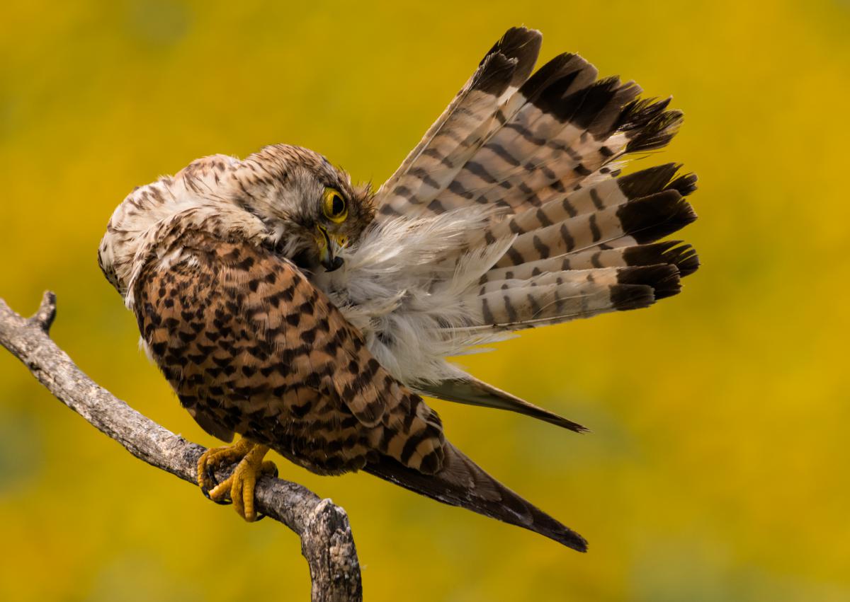 Szakolczai Krisztina