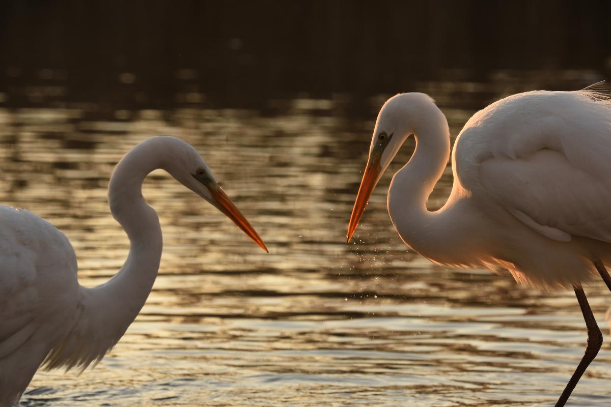 Násfayné Kőházi Mária