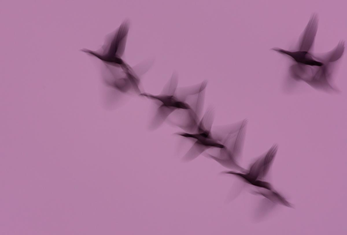 Szakolczai Krisztina