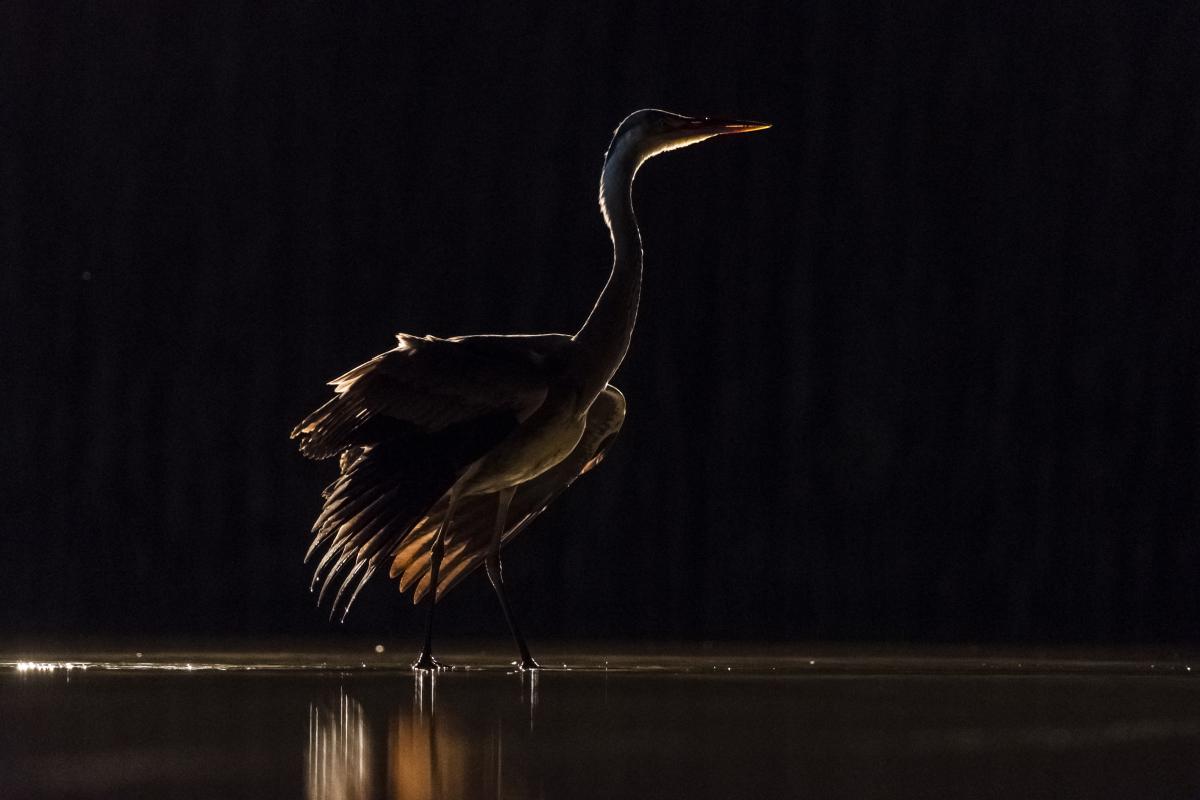 Gaál Zoltán Péter