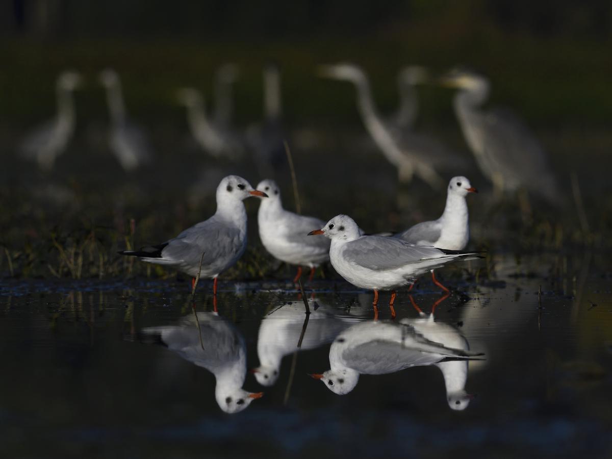 Násfayné Kőházi Mária